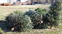 This is an image of Christmas Tree Curbside